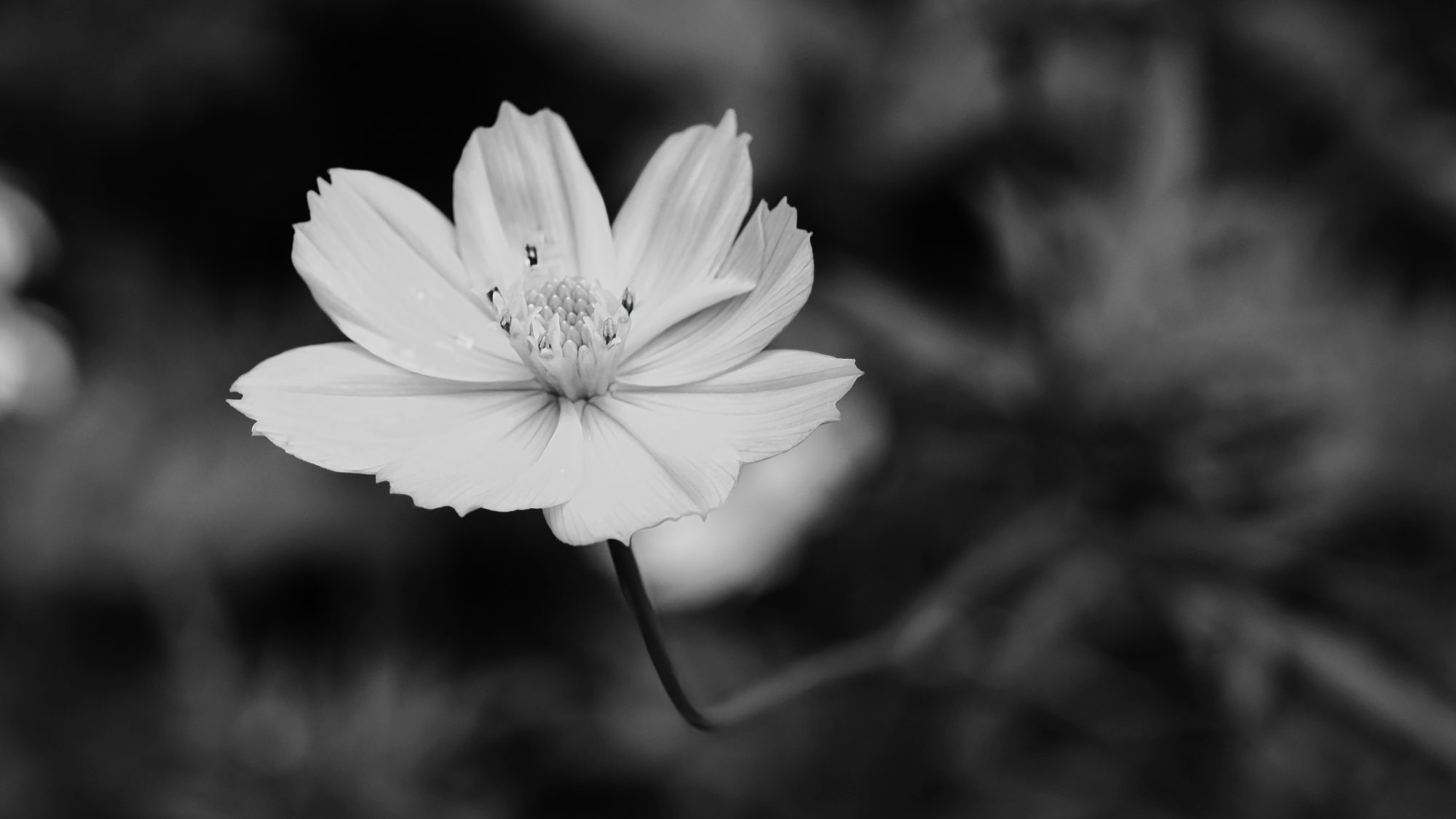ภาพขาวดำ